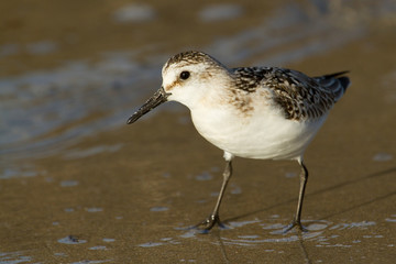 Correlimos tridáctilo ( Calidris alba), en la arena sobre la orilla del mar.