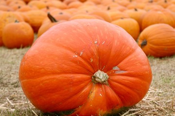 Big orange pumpkin in pumpkin patch Halloween Thanksgiving in October and November