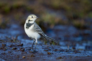 White wagtail , Motacilla alba, black and white bird, Spai