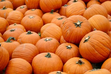 Pile of Fall Harvest Pumpkins Halloween and Thanksgiving holiday Background
