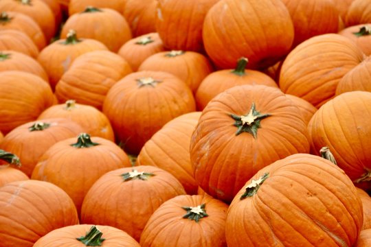 Pile of Fall Harvest Pumpkins Halloween and Thanksgiving holiday Background