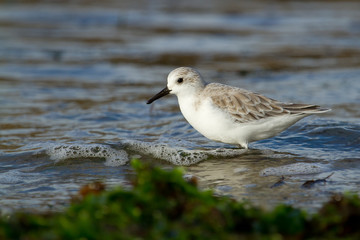 Correlimos tridáctilo ( Calidris alba ), sobre el agua en busca de alimento.