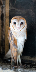 Closeup Of Common Bran Owl sitting on a window.