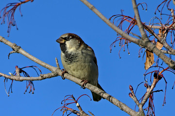 Closeup male passer domesticus or house sparrow from the side sitting on a branch of a tree before beautiful clear blue sky