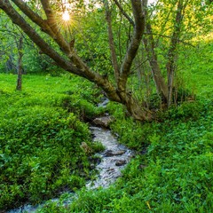 A quiet stream in the woods in the summer