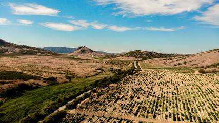 Fototapeta na wymiar Grape field on blue sky background. view from quadcopter
