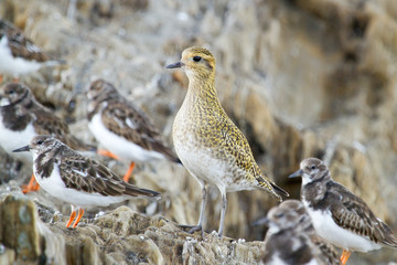 European golden plover (Pluvialis apricaria), bird, Vigo, Spain