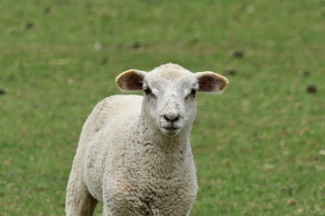 Naklejka na ściany i meble Young cute white sheep in a field looking into the camera