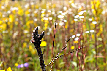 butterfly on a yellow flower