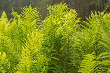 Beautiful ferns leaves green foliage nature. Floral fern background. Ferns leaves green foliage. Tropical leaf. Exotic forest plant. Botany concept. Ferns jungles. Vibrant ferns close up.