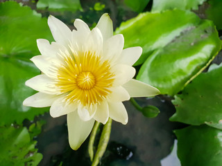 1 lotus flower that blooms in the basin, blur green background 