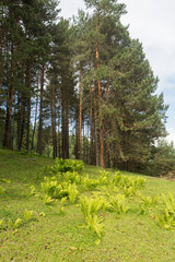 Obraz premium Beautiful green clearing field in a forest - picture with copy-space