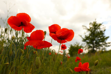 Fototapeta premium Beautiful red poppy flowers growing in field, closeup