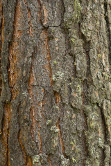 Texture shot of brown tree bark, filling the frame