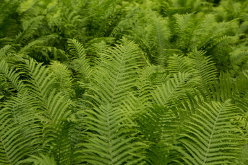 Beautiful ferns leaves green foliage nature. Floral fern background. Ferns leaves green foliage. Tropical leaf. Exotic forest plant. Botany concept. Ferns jungles. Vibrant ferns close up.