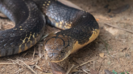 The king cobra (Ophiophagus hannah), also known as the hamadryad, is a species of venomous snake in the family Elapidae, endemic to forests from India through Southeast Asia.