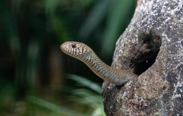 Rat snake in natural jungle looking out from their dom