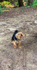 Atakujący pies w ruchu wna leśnej ścieżce. - obrazy, fototapety, plakaty