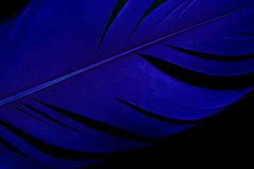 Beautiful  blue feather texture line on dark or black background