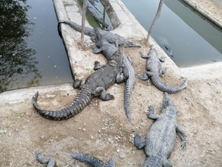 alligators
