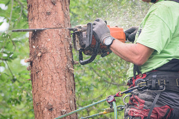 Mann ist mit Steigeisen auf Baum geklettert um einen Baum mit einer Kettensäger zu fällen
