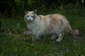 Naklejka na ściany i meble A charming Siberian cat walks on the green grass. Pet