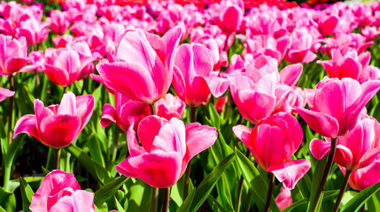 Fototapeta premium Beautiful tulips growing in the garden.