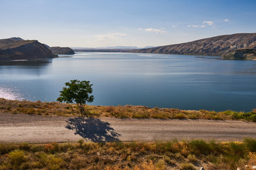 Lonely tree near a big lake and country road, in a sunny day.