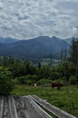 Widok na giewont z Gubałówki, Zakopanem © Natalia