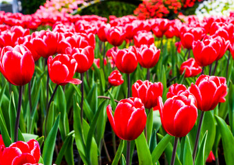  Beautiful tulips growing in the garden.