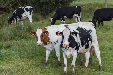 Herd of cows grazing in the farm