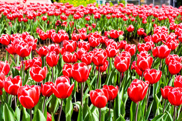 Beautiful tulips flower in the garden