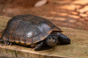 Tortoises (Testudinidae) are reptile species of the family Testudinidae of the order Testudines. They are particularly distinguished from other turtles by being land-dwelling.