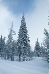 Fototapeta premium snow covered fir trees winter snow in the mountains