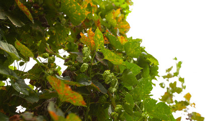Hop Farming in North Carolina, cluster of hops on the vine ready to be harvested, close up image