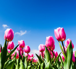 Beautiful tulips flower with the blue sky background