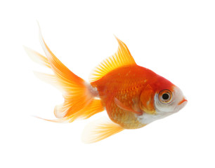 Fototapeta premium Beautiful bright small goldfish isolated on white