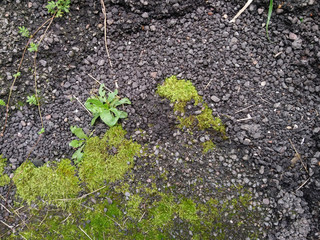 A section of old asphalt with grass plants, as well as lichen. Earth and small stones
