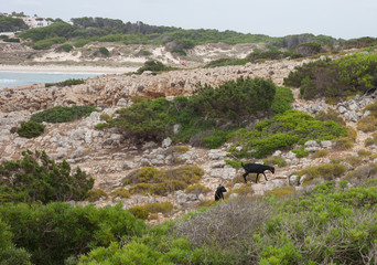 Wild goats in Menorca. Walking routes. Nature, lifestyle.