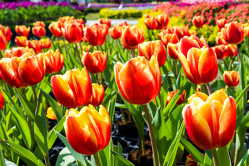 Fototapeta premium Beautiful tulips flower in the garden