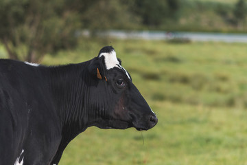 Obraz na płótnie Canvas Holstein cow head in the meadow