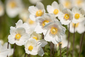 White anemones (Anemone sylvestris) blooming profusely