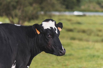 Obraz na płótnie Canvas Holstein cow head in the meadow