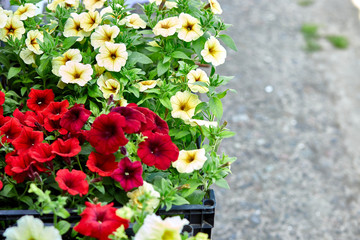 Boxes with seedlings of flowers petunia for planting outdoor.