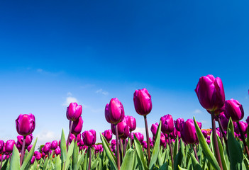 Beautiful tulips flower with the blue sky background