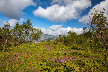 Obraz premium On a hike in the Velfjord mountains on Helgeland's Jutland in northern Norway