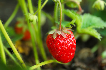 Strawberry plant with ripening berry growing in field, closeup
