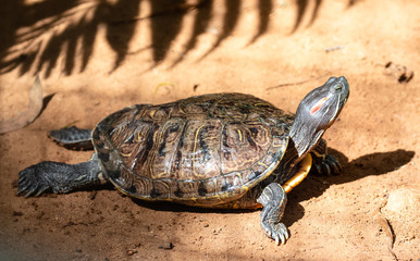 Tortoises (Testudinidae) are reptile species of the family Testudinidae of the order Testudines. They are particularly distinguished from other turtles by being land-dwelling.
