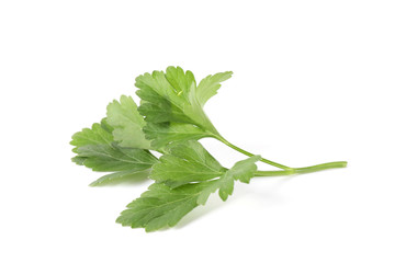 Aromatic fresh green parsley isolated on white