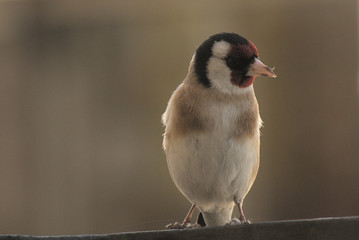 Goldfinch in a balcony railing